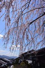 馬籠宿 しだれ桜