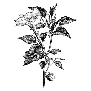 Branch of Datura Meteloides Vintage Illustrations