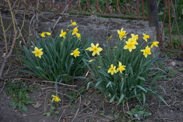 Amazing Yellow Daffodils flower