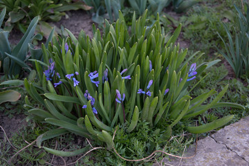 Scilla bifolia  viorea