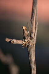 Pruning in the vineyard