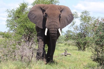 Afrikanischer Elefant / African elephant / Loxodonta africana