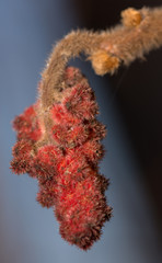 shells and shrimp in wine