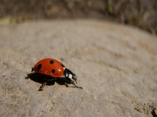 ladybug 