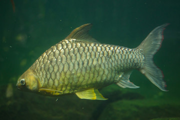 Yellow eyed silver barb (Hypsibarbus pierrei)