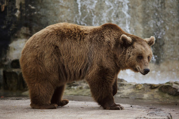 Brown bear (Ursus arctos).