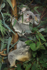Queensland koala (Phascolarctos cinereus adustus).