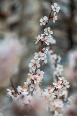 apricot flower spring nature close up macro 