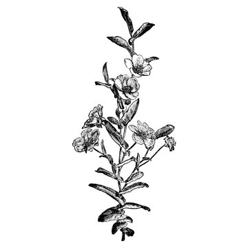 Guinea Hibbertia Flowers Engraving Vintage Vector Illustration