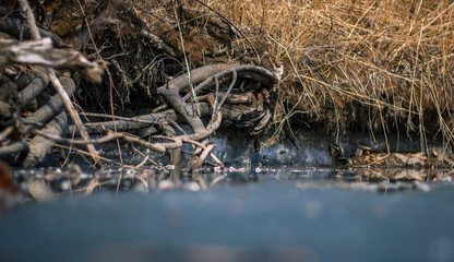 the river is frozen and the shore
