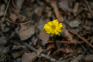 spring flower yellow nature