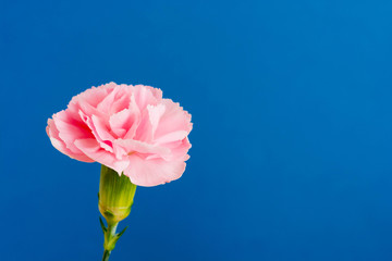青背景のピンクのカーネーション