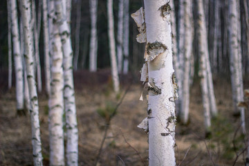 spring forest nature