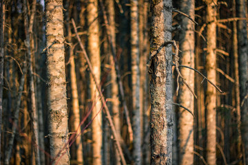 spring forest nature