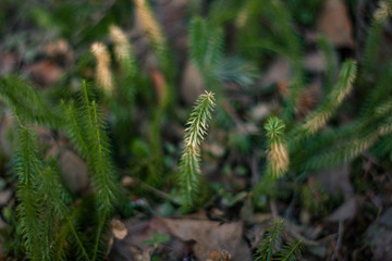 forest moss green