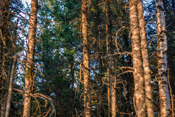 spring forest nature