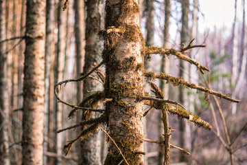 spring forest nature