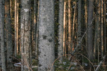 spring forest nature