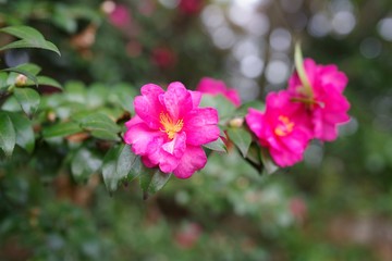 Fototapeta na wymiar Red flowers in the garden : Sasanqua (Camellia sasanqua) 