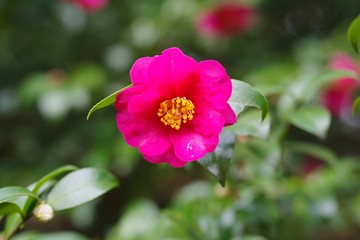 Red flowers in the garden : Sasanqua (Camellia sasanqua) 
