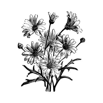 Marguerite Daisy Pyrethrum Frutescens Flowers Engraving Vintage Vector Illustration