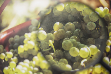 White grapes concept view through magnifying glass
