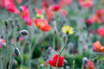 Yellow poppy stamens of a blossom that has dropped its petals.   Red flowers and green foliage in the back ground.