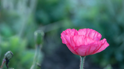 Pink poppy blossom covered with early morning dew.  Backlit by low angle sunlight.  Green textured background of out of focus stems and leaves.