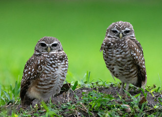 Two brown and white spotted burrowing owls with unusual black eyes are standing on top of their grass and dirt burrow against a blurred green background.