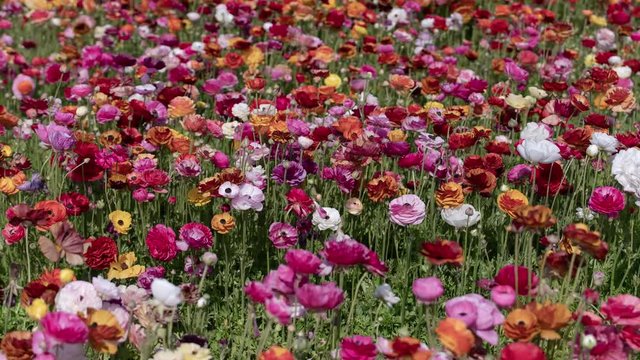 Carlsbad Flower Field Tecolote Ranunculus Persian Buttercup Flowers Time Lapse