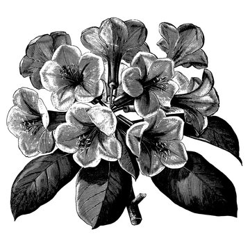 Vintage Engraved Rhododendron Flower Illustrations