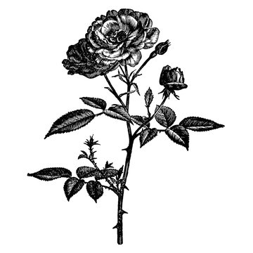 Rose Flowers Engraving Vintage Vector Illustration