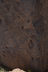 Fototapeta premium texture of bark of tree