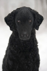 The portrait of a black curly coated Retriever dog posing outdoors in winter