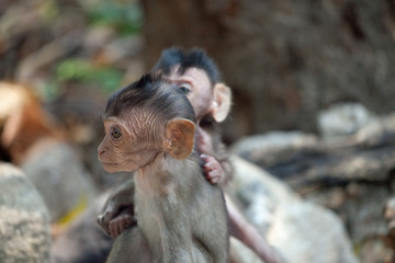 可愛いサル