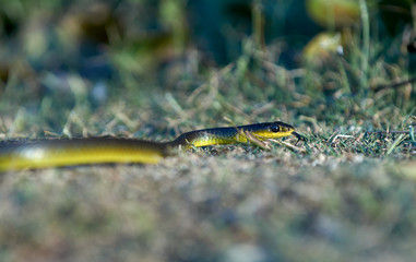 A Common Green Tree Snake(Dendrelaphis punctulatus), catching the last sunlight of the day on a rural dirt track; on Goodwood Island, NSW, Australia.