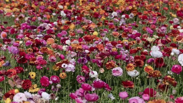 Carlsbad Flower Field Tecolote Ranunculus Persian Buttercup Flowers Time Lapse