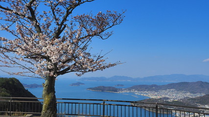 Fototapeta na wymiar 屋島山頂の桜５