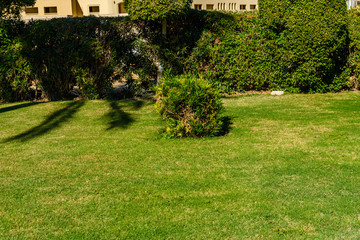 Fototapeta na wymiar Beautiful green lawn in the city park