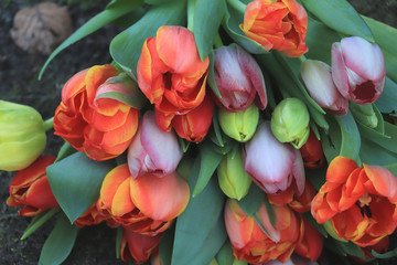 Red and orange tulips