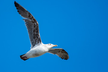 Sea gull gliding in a deep blue sky.