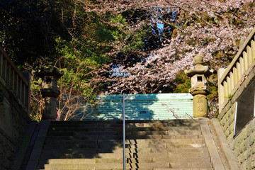 神社の桜