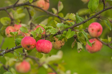 Red apples on an apple-tree branch in the garden.