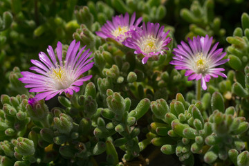 group of vibrant blooming common aster