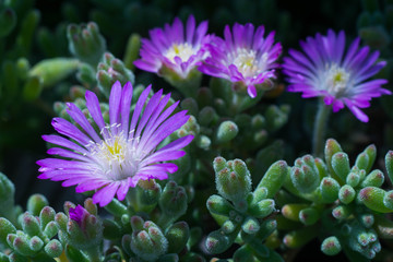 group of blooming common aster