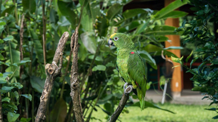 Loro