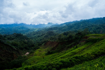 Obraz premium Jungle 3