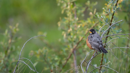 An American Robin resting on dead twigs.  Green brushy foliage in the background.  Early evening light.