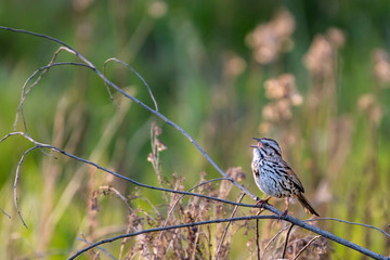 A Song sparrow perched on a dry twig, singing.  Green and grey foliage out of focus behind.  Early evening light.