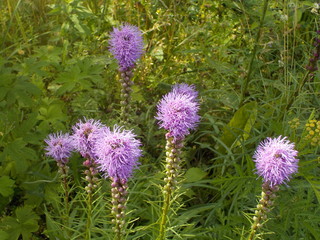 purple spikes